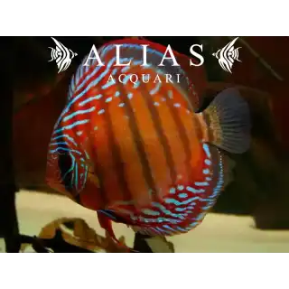 Discus Red Alenqer