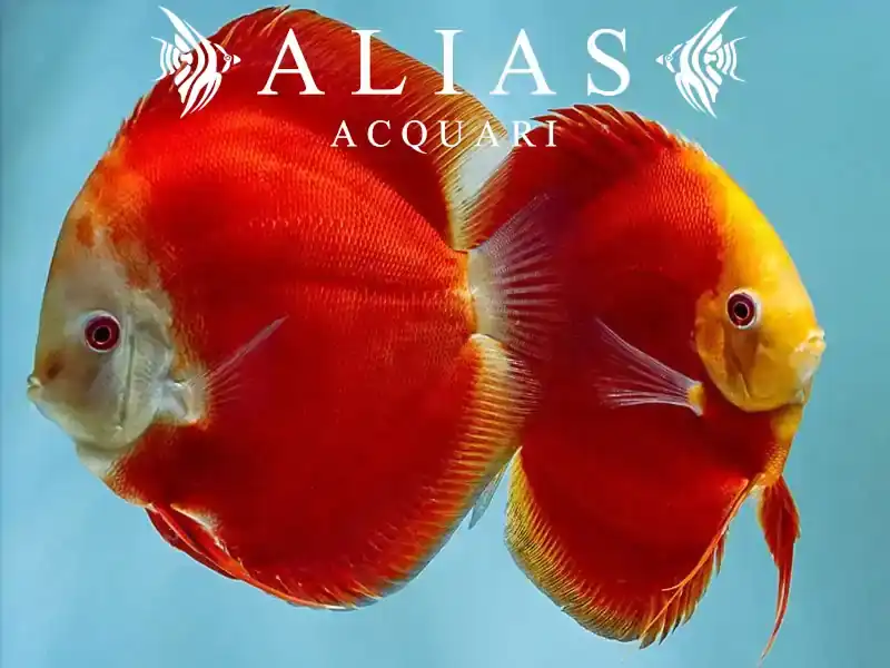 Discus Red Melon