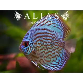 Discus Royal Blue