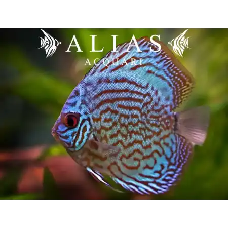 Discus Royal Blue