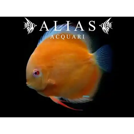 Discus San Merah