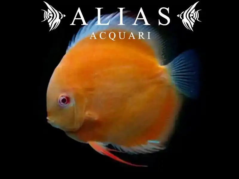 Discus San Merah