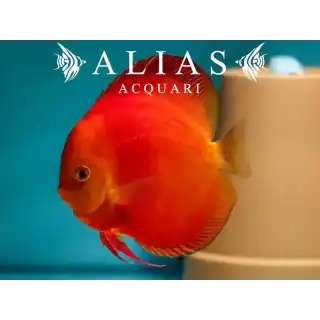 Discus Super Red Melon