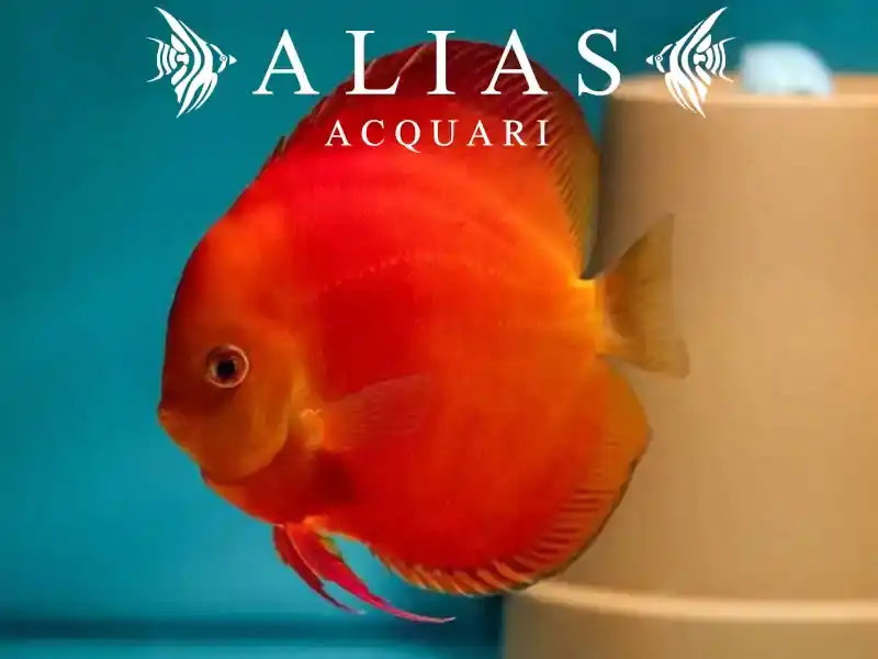 Discus Super Red Melon