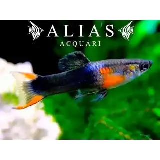 Poecilia endler black fire