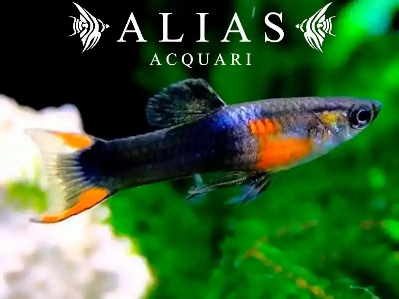 Poecilia endler black fire