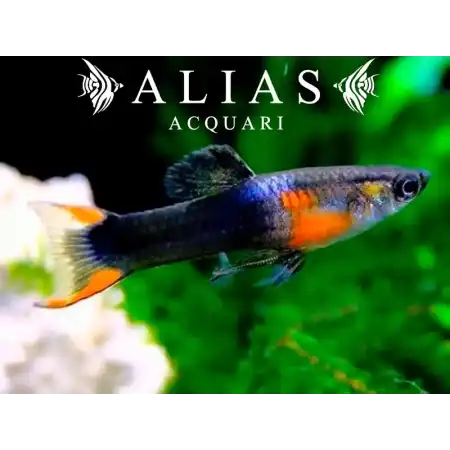 Poecilia endler black fire