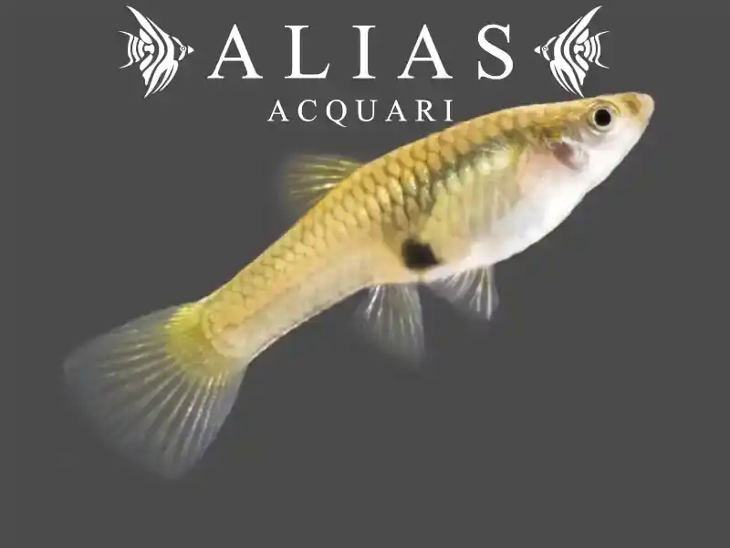 Poecilia endler Gold Yellow female