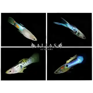 Poecilia endler blue male