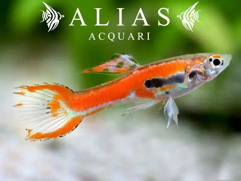 Poecilia endler red