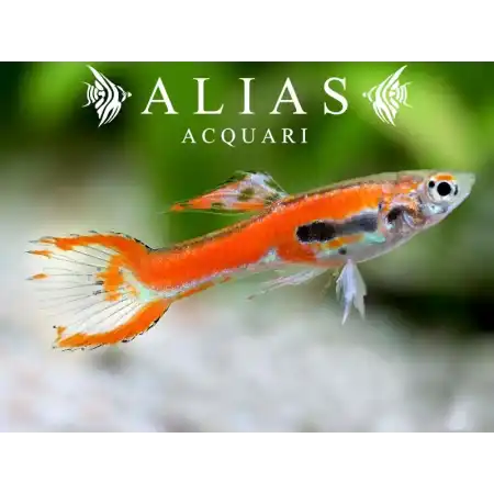 Poecilia endler red