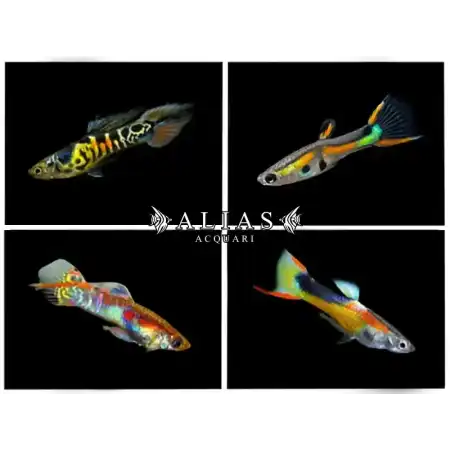 Poecilia endler supercolor male