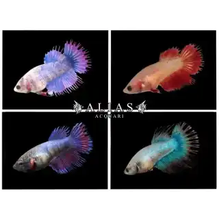 Betta splendens female crowntail mix
