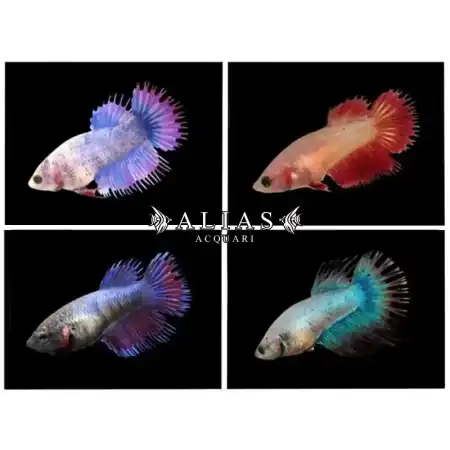 Betta splendens female crowntail mix