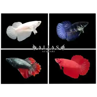 Betta splendens female halfmoon mix