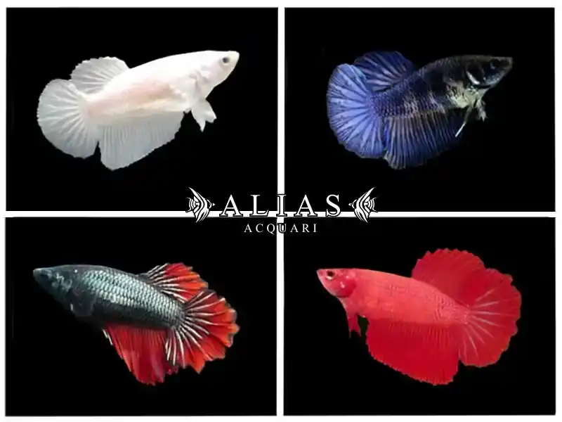 Betta splendens female halfmoon mix