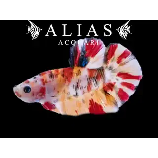 Betta splendens female Halfmoon Koi