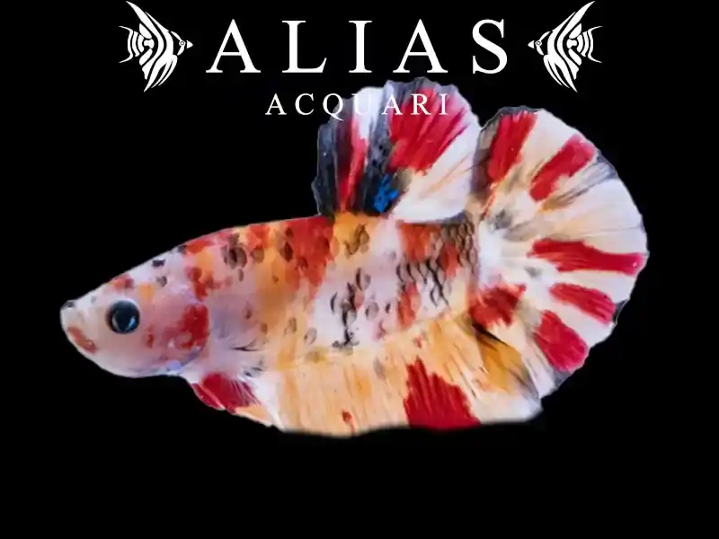 Betta splendens female Halfmoon Koi