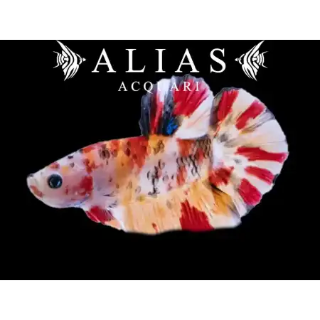 Betta splendens female Halfmoon Koi