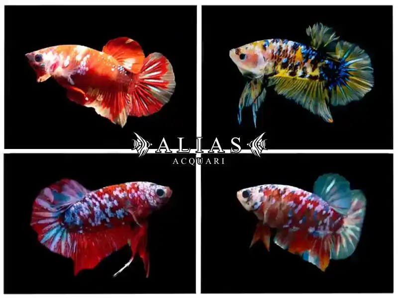Betta splendens male Plakat Koi Mix
