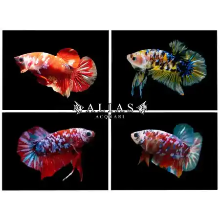 Betta splendens male Plakat Koi Mix