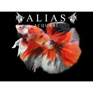 Betta splendens male Nemo Long Tail