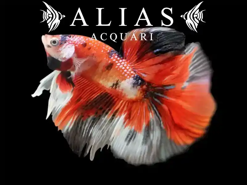 Betta splendens male Nemo Long Tail