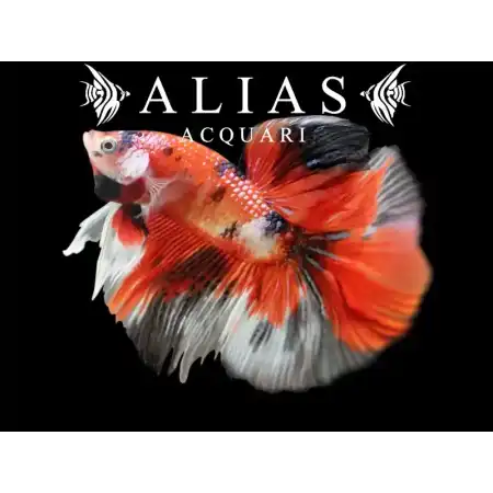 Betta splendens male Nemo Long Tail