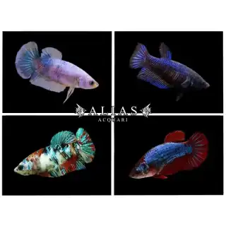 Betta splendens female Plakat mix