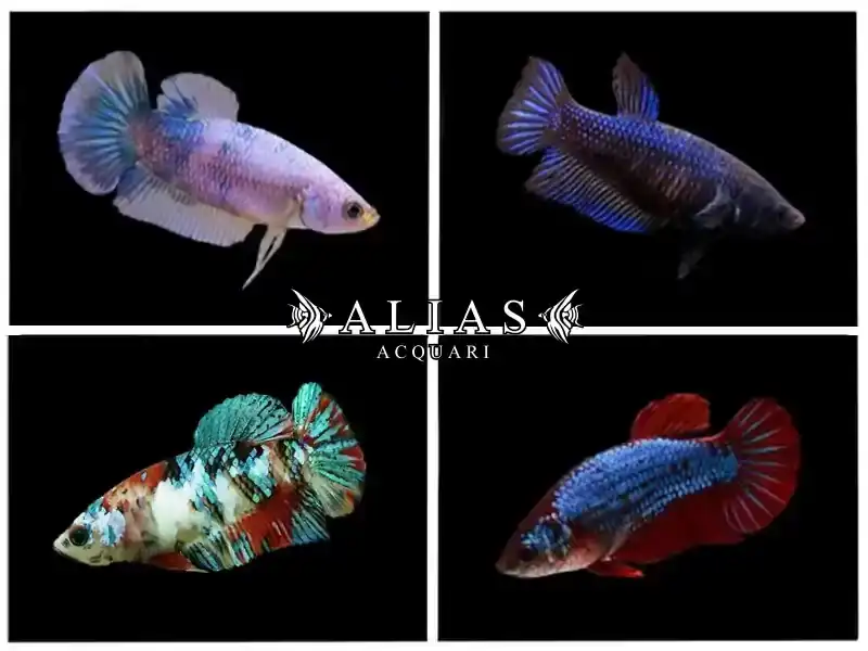 Betta splendens female Plakat mix