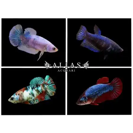 Betta splendens female Plakat mix