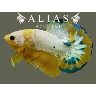 Betta splendens male Plakat Hellboy Yellow