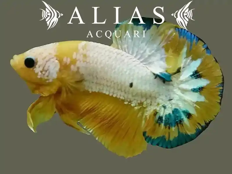 Betta splendens male Plakat Hellboy Yellow