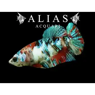 Betta splendens female Plakat Koi