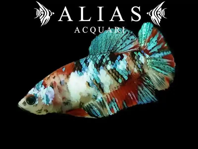 Betta splendens female Plakat Koi