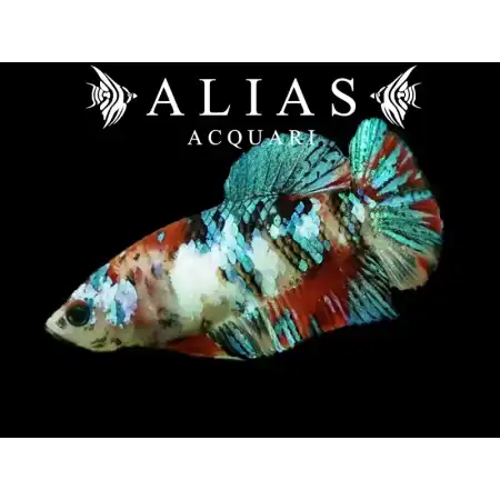 Betta splendens female Plakat Koi