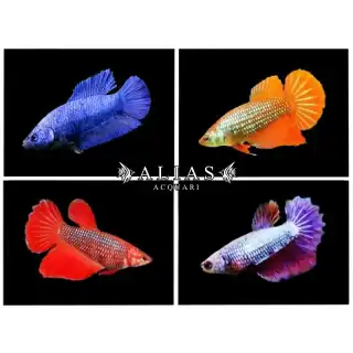 Betta splendens female super delta tail Mix