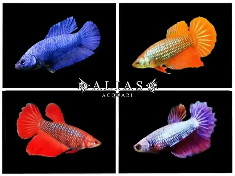 Betta splendens female super delta tail Mix