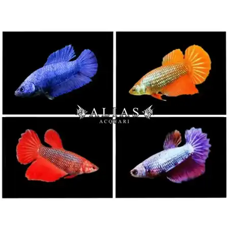 Betta splendens female super delta tail Mix
