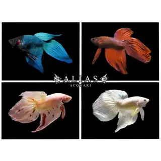 Betta splendens male Veiltail albino