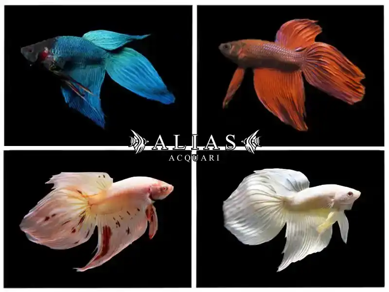 Betta splendens male Veiltail albino
