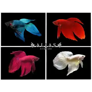 Betta splendens male veiltail mix