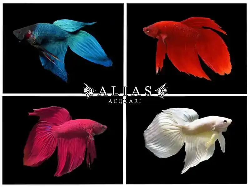 Betta splendens male veiltail mix
