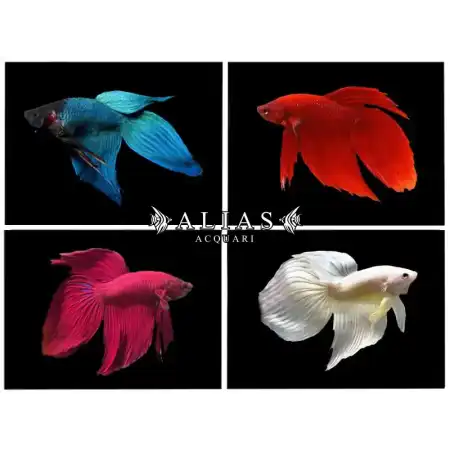 Betta splendens male veiltail mix