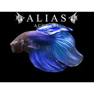 Betta splendens male veiltail Blue