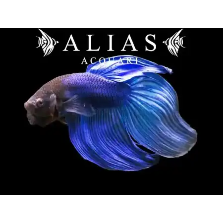 Betta splendens male veiltail Blue