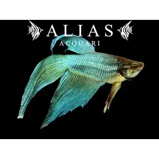 Betta splendens male veiltail Green