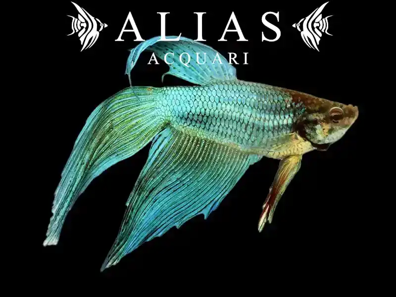 Betta splendens male veiltail Green