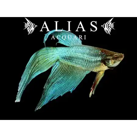 Betta splendens male veiltail Green