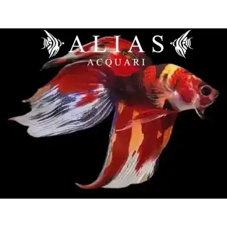 Betta splendens male veiltail Nemo